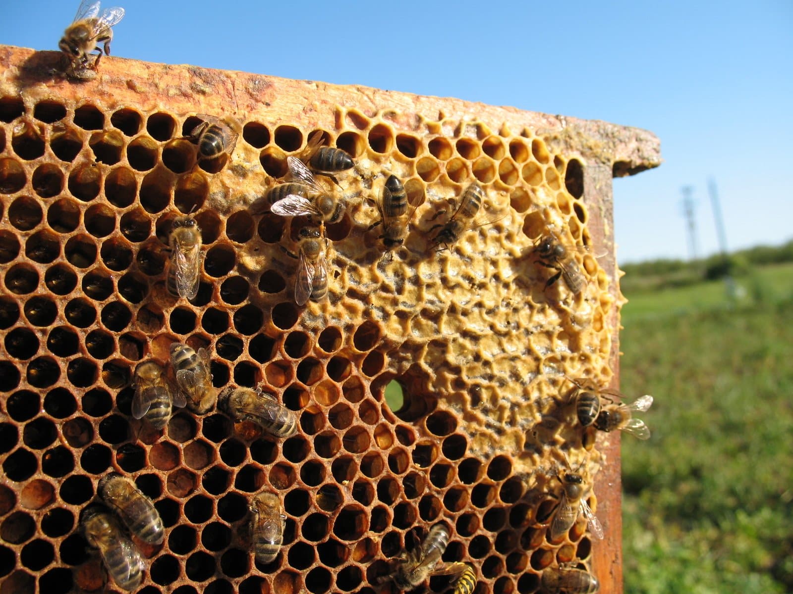 Ioway Bee Hives